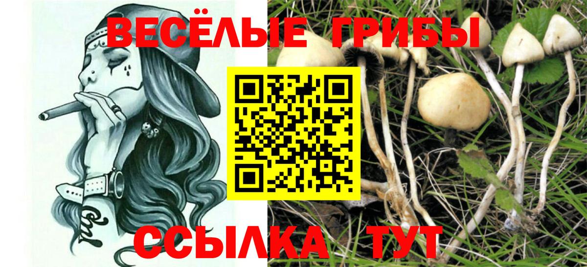 Псилоцибиновые грибы мухоморы  Вход с VPN  Псилоцибиновые грибы GOLDEN TEACHER  Вязники 